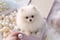 Close up portrait cute little charming fluffy white Pomeranian Spitz puppy pup doggy dog pet sitting festive box gift