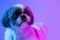 Close-up portrait of cute little Shih Tzu dog looking away isolated over purple neon background.