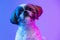 Close up portrait of cute little Shih Tzu dog sitting with its head tilted to one side isolated over purple neon