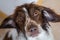 Close up portrait of a cute little springer spaniel