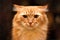 Close up portrait of cute long-haired red siberian cat with impressive unpleased look. Animal in our home.