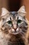 Close up portrait of cute long-haired siberian cat of tebby colour. Blur background, impressive cat look. Animal in our home.