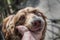 Close-up portrait of cute muzzle dog lying in person`s or owner palm or hand on old village yard with wooden fence background