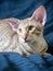 Close-up portrait of cute oriental purebreed cat