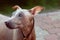 Close up portrait of cute pale dog with clever look.  Melancholy mood. Hairless velvet dog, American Hairless Terrier breed.