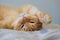 Close-up portrait of a cute red-haired domestic cat lying on its back on a gray blanket. Funny raised paw. A beautiful and funny