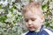 Close up portrait of cute sad baby boy with blond hair in cherry blossom garden. Allergy illness concept or displeased emotions.