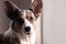 Close up portrait of cute senior dog of Welsh Corgi Cardigan breed, looking right to the camera, alone at home. Attentive look, sa