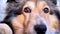 Close up portrait of a cute Shetland sheepdog lying on ground and looking with shining eyes