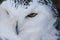 Close up portrait of cute sleepy snowy owl blinking with eye