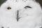 Close up portrait of cute sleepy snowy owl blinking with eye