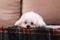 A close up portrait of a cute small white boomer dog lying down on a couch on a cosy blanket. The domestic animal is barely awake