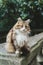 Close-up portrait of a cute stray brown-white-gray cat on a background of green foliage. A fluffy cat sits on a stone