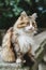 Close-up portrait of a cute stray brown-white-gray cat on a background of green foliage. A fluffy cat sits on a stone