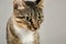 Close-up portrait of a cute tabby cat on a gray background.