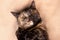 Close up portrait of cute tortie multicolored cat