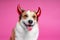 Close up portrait of cute welch corgi dog wearing funny evil inflatable horns. Smiling animal face expression. Studio, bright pink