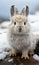 Close up portrait of Cute white snowshoe camouflaged in its winter coat in Canada