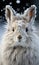 Close up portrait of Cute white snowshoe camouflaged in its winter coat in Canada