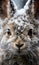 Close up portrait of Cute white snowshoe camouflaged in its winter coat in Canada