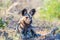 Close up and portrait of a cute Wild Dog or Lycaon lying down in the bush. Wildlife Safari in Kruger National Park, the main