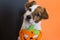 close up portrait of a cute young small dog lying on on the wood floor with a halloween costume and decoration. Pets indoors.