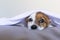 close up portrait of a cute young small dog over white background. lying on bed with a white sheet over his head. Pets indoors.