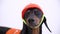 Close up portrait Dachshund dog, black and tan, in an orange construction vest and helmet on the brightbackground, looks