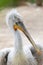 Close up portrait of The Dalmatian pelican Pelecanus crispus