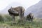 Close up portrait of deers grazing in Scottish highlands