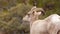 Close up portrait of desert bighorn sheep