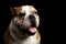 Close-up portrait of dog british bulldog breed on isolated black background