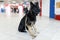 Close up portrait of a dog for detecting drugs at the airport standing near the airport. Horizontal view