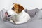 Close-up portrait of dog jack russell terrier licking nose, lying in pet bed.