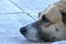 close-up portrait of a dog looking intensely