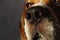 Close-up portrait of a dog sitting on a dog bed