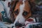 Close-up portrait of a dog in throw blanket outdoors.