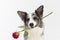 A close-up portrait of a dog that tilts its head and holds a fresh red rose in its teeth. Purebred Border Collie dog in
