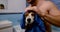 Close-up portrait of a dog wet after washing. the owner holds in his hands in a towel and wipes.