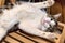 Close-up portrait of a domestic cat named Engels lying on a wood chair