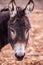 Close up portrait of donkey looking straight