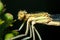 Close-up portrait dragonfly. Eating insect