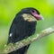 Close up portrait of Dusky Broadbill