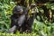 The close up portrait of eating juvenile Bonobo in natural habitat. Green natural background.