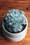 Close up portrait of Echeveria shaviana succulent in a pot. Stylish and simple plants for modern desk