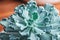 Close up portrait of Echeveria shaviana succulent in a pot. Stylish and simple plants for modern desk