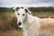 Close-up Portrait of elegant and beautiful russian borzoi dog in the field