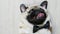 Close-up portrait of elegant funny pug dog lying on the back dressed in a bow tie for a wedding, birthday or as an