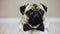 Close-up portrait of elegant funny pug dog sits dressed in a bow tie for a wedding or as an office worker