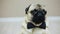 Close-up portrait of elegant funny pug dog sits dressed in a bow tie for a wedding or as an office worker